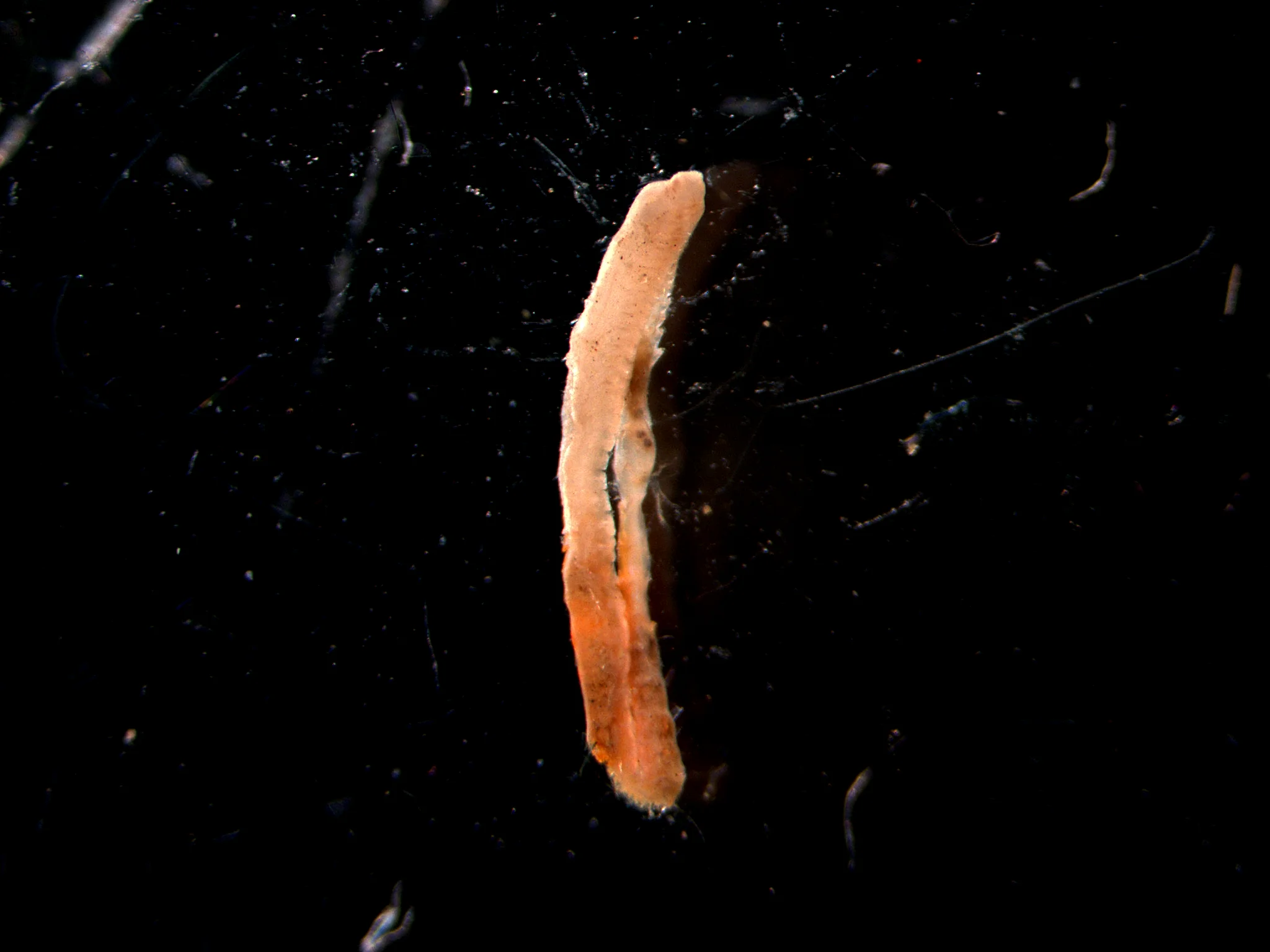 Spionida 3