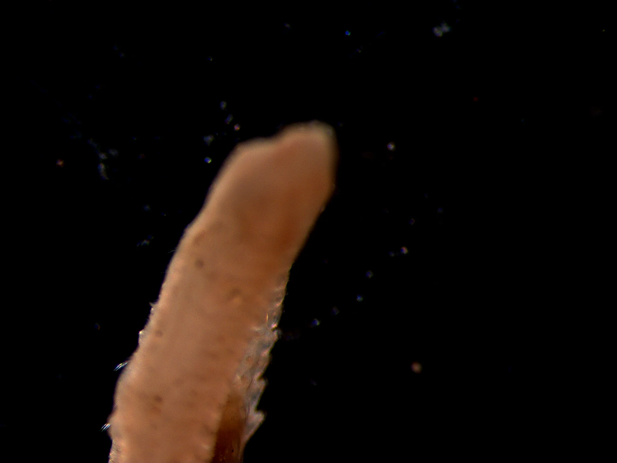Spionida 3