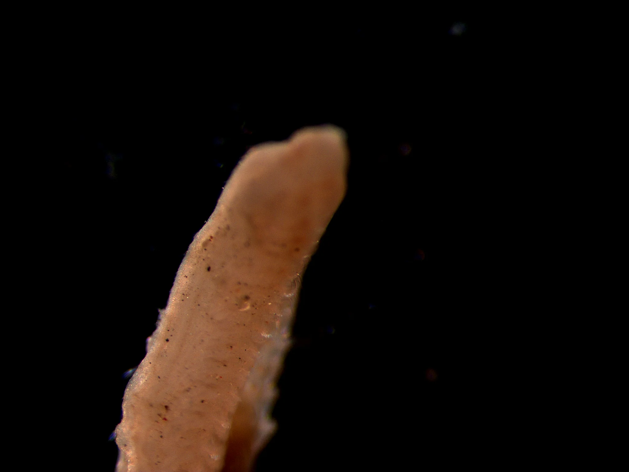 Spionida 3
