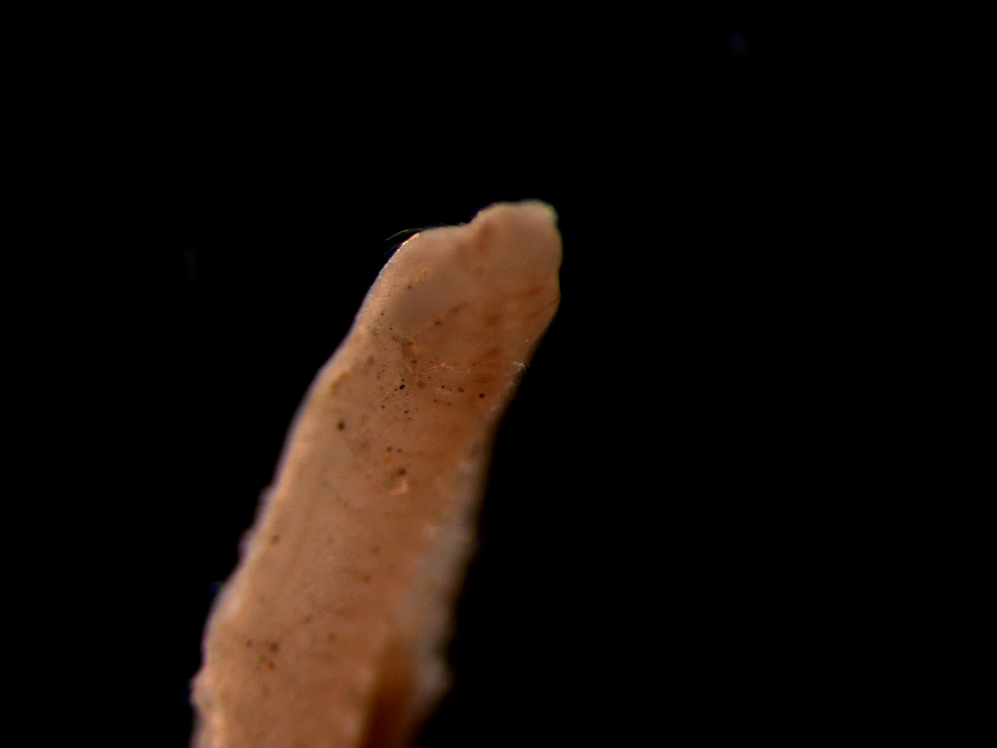 Spionida 3