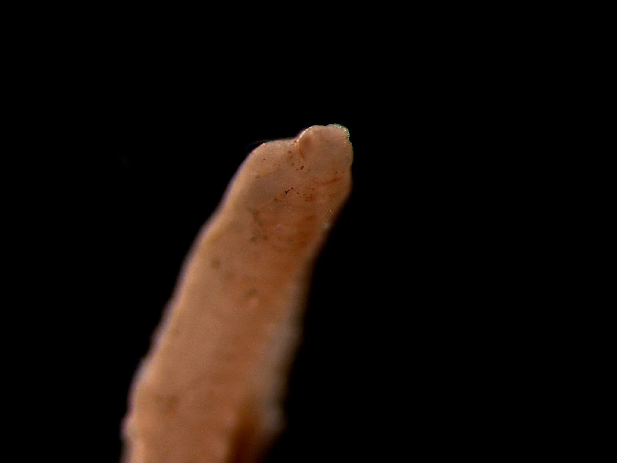 Spionida 3